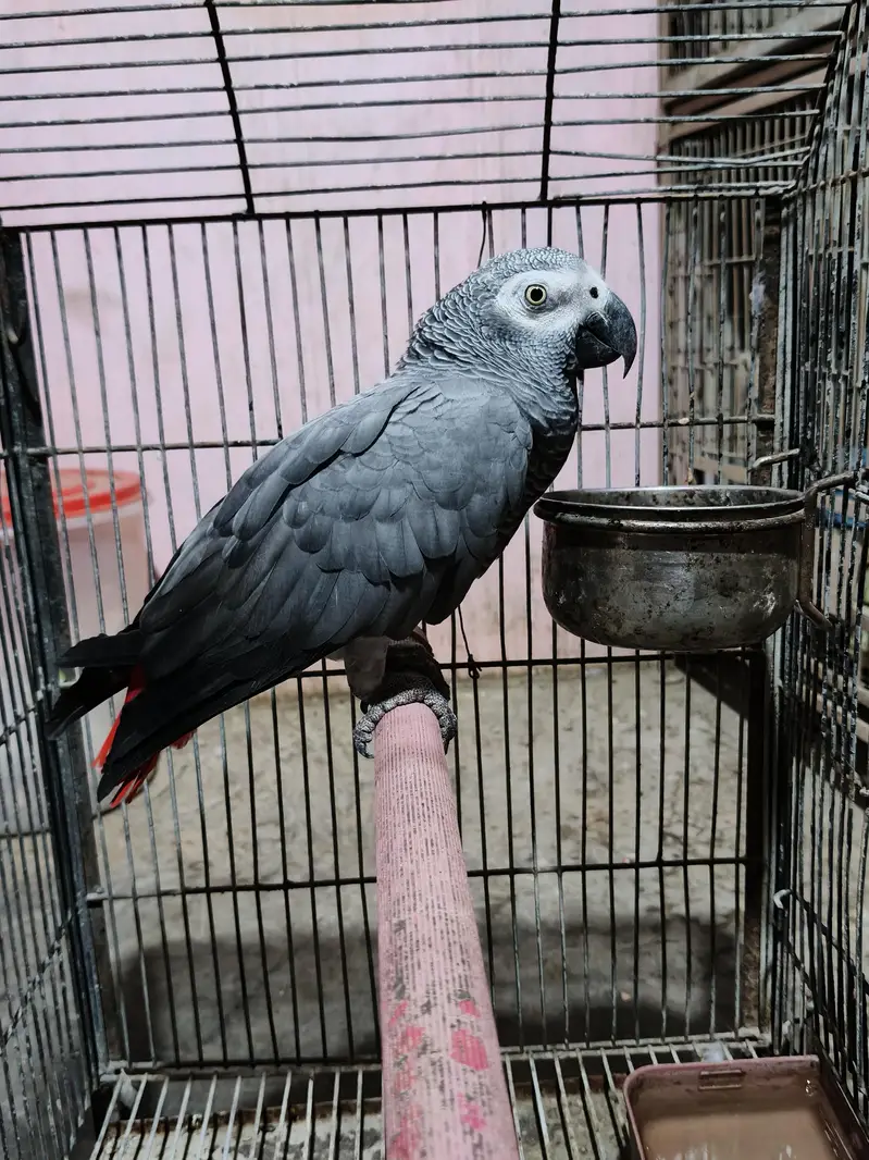 grey parrot male/03152248124 — photo 2