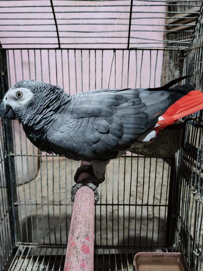 grey parrot male/03152248124 — photo 3