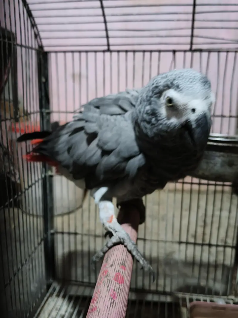 grey parrot male/03152248124 — photo 4