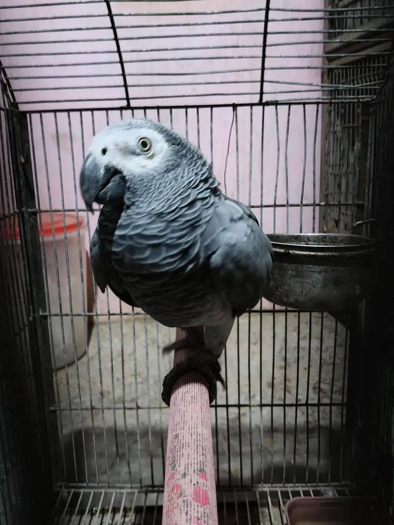 grey parrot male/03152248124 — photo 5