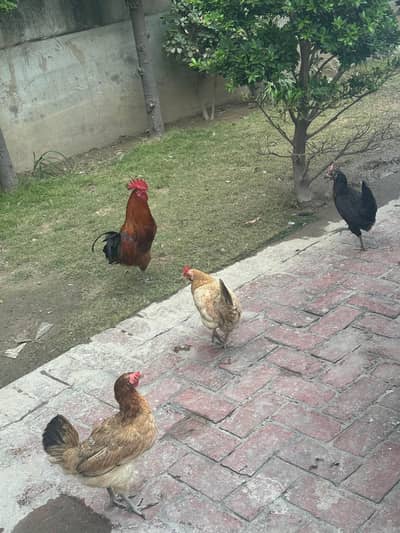 Desi Hens Eggs Laying