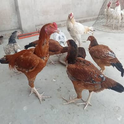 Aseel Rooster White / Heera Aseel Murgha