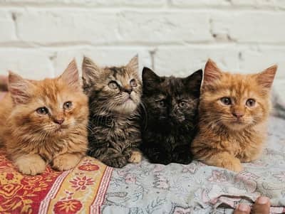 Semipunch Persian kitten
