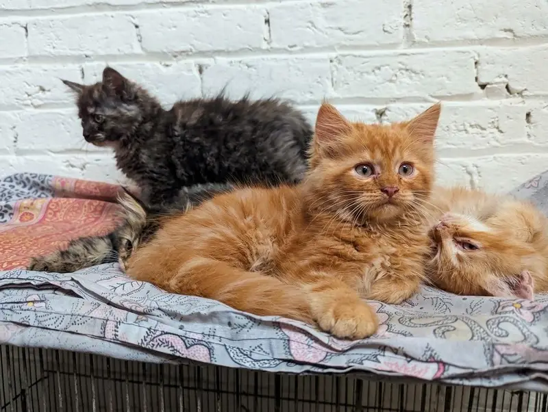 Semipunch Persian kitten — photo 2
