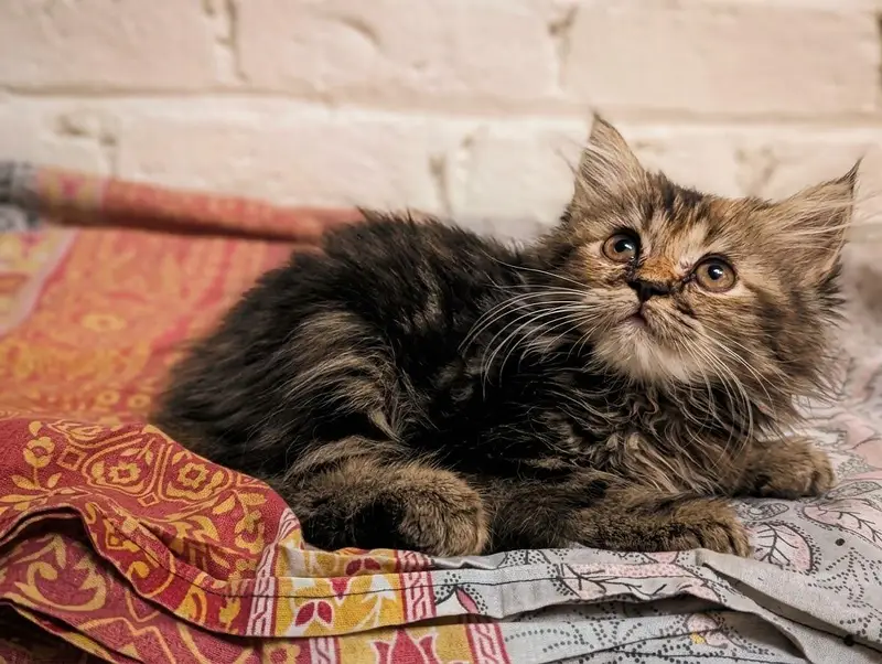 Semipunch Persian kitten — photo 3