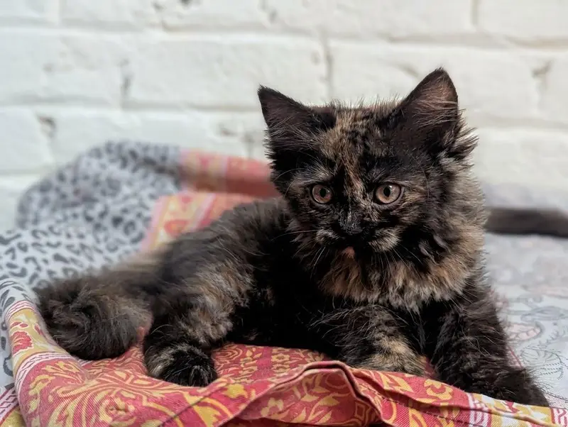 Semipunch Persian kitten — photo 4