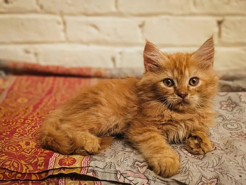 Semipunch Persian kitten — photo 5