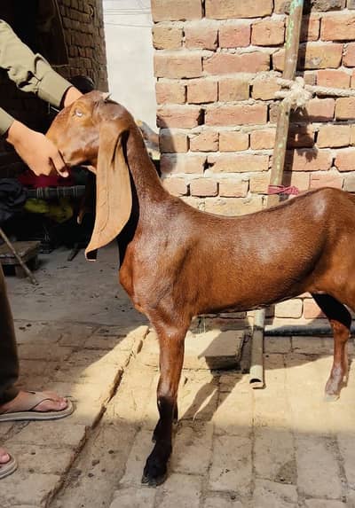 Nagri female out class