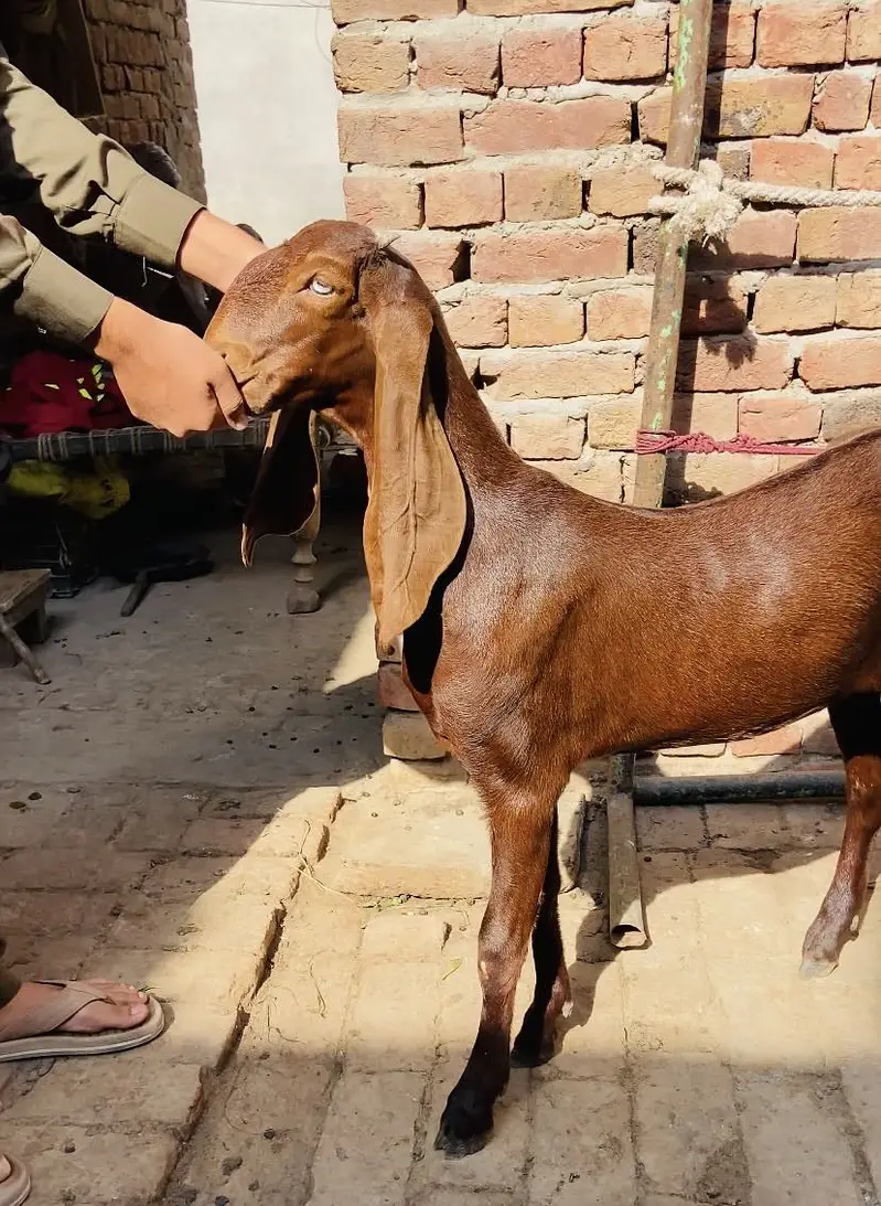 Nagri female out class — photo 2