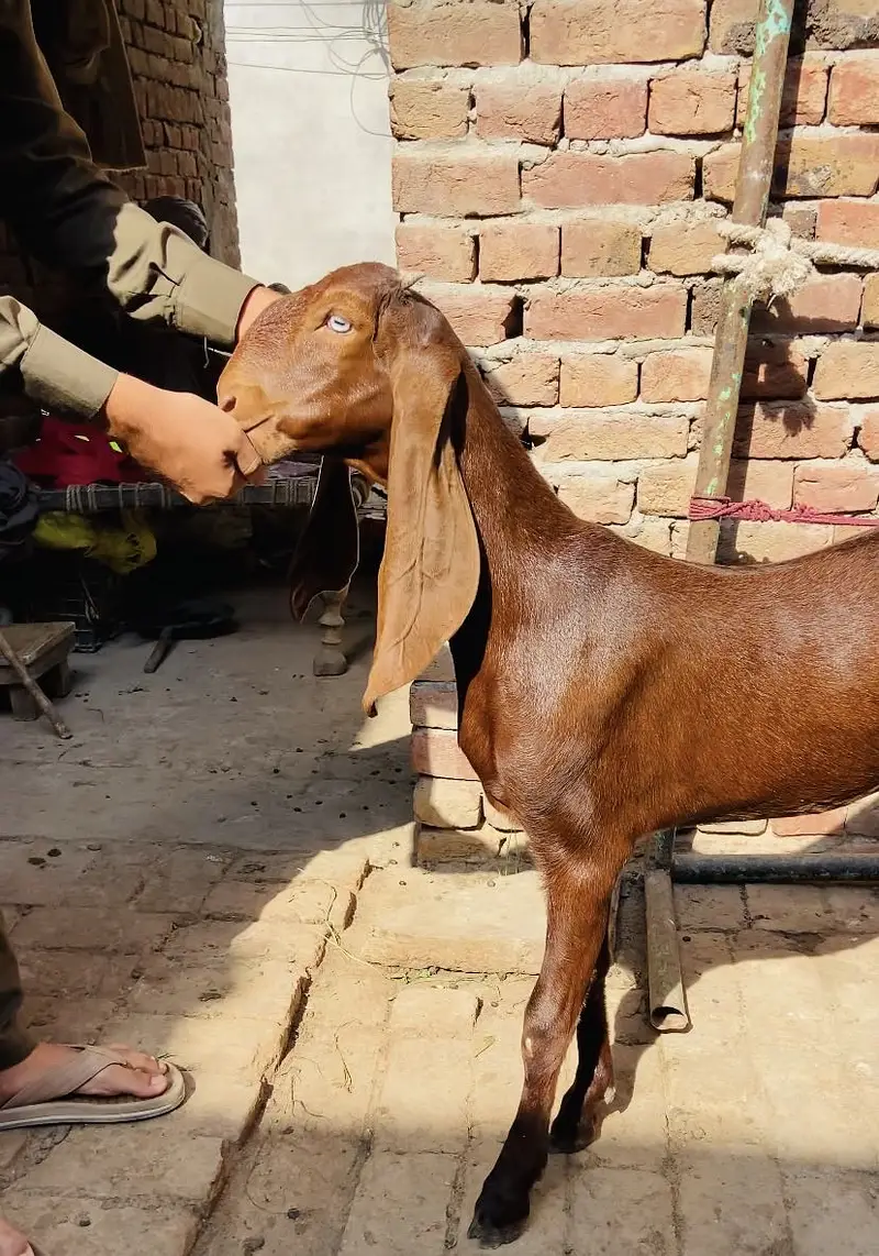 Nagri female out class — photo 3