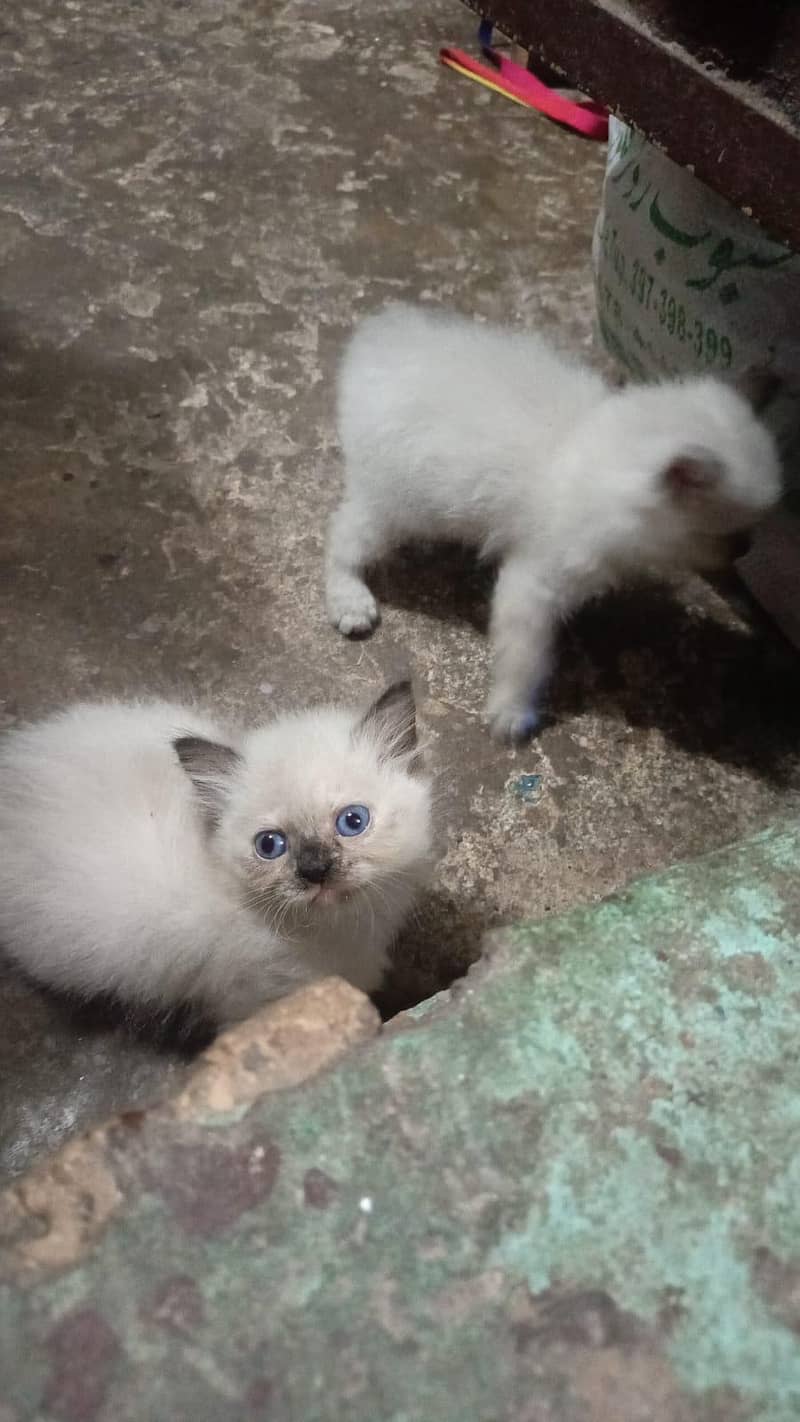 Persian cat 2
