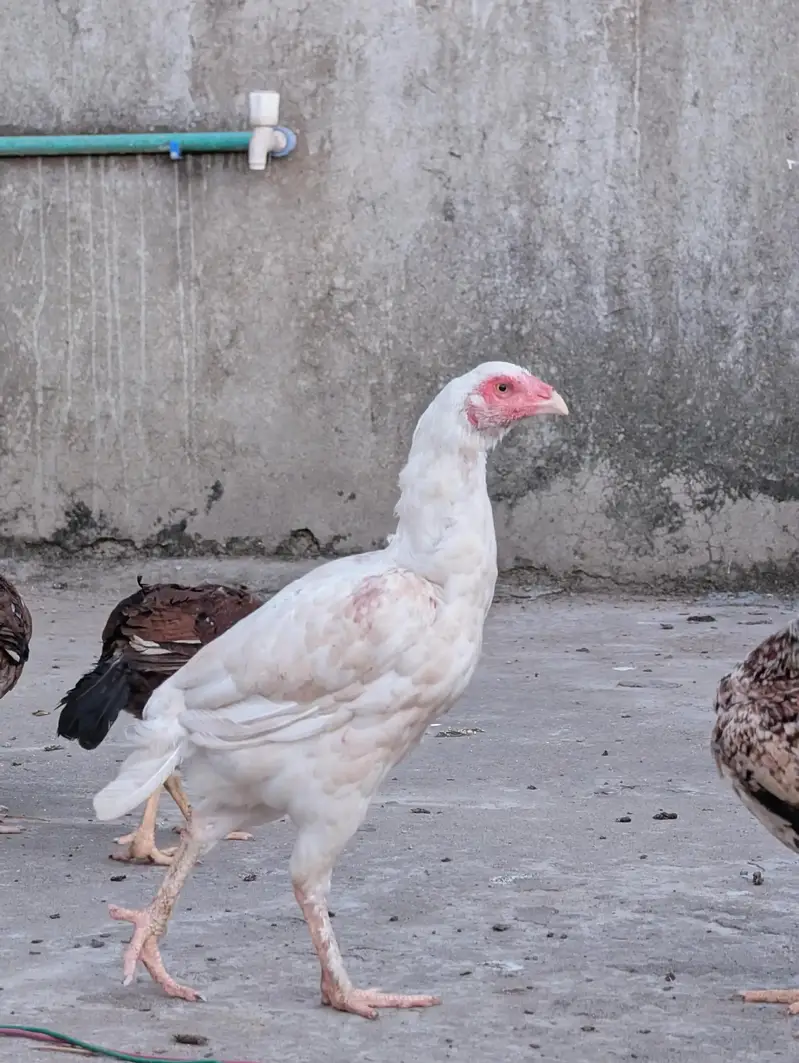 Paper white quality Heera female dastayab ha : 03159640025 — photo 3