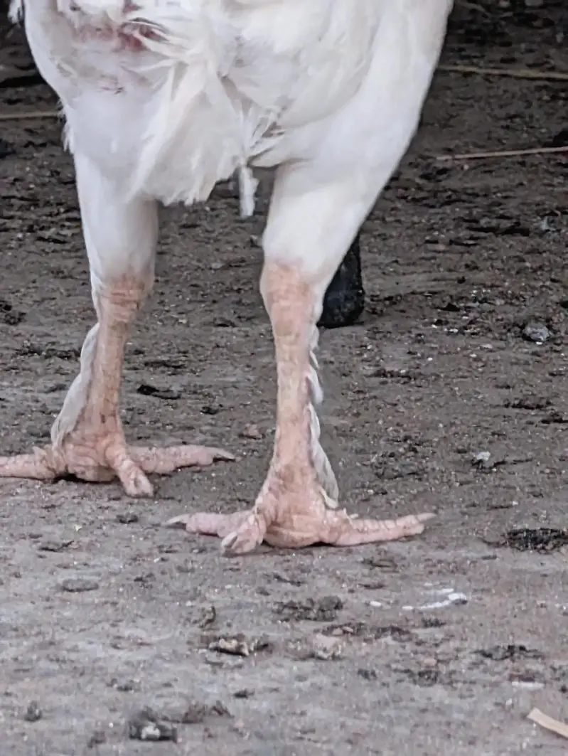 Paper white quality Heera female dastayab ha : 03159640025 — photo 4