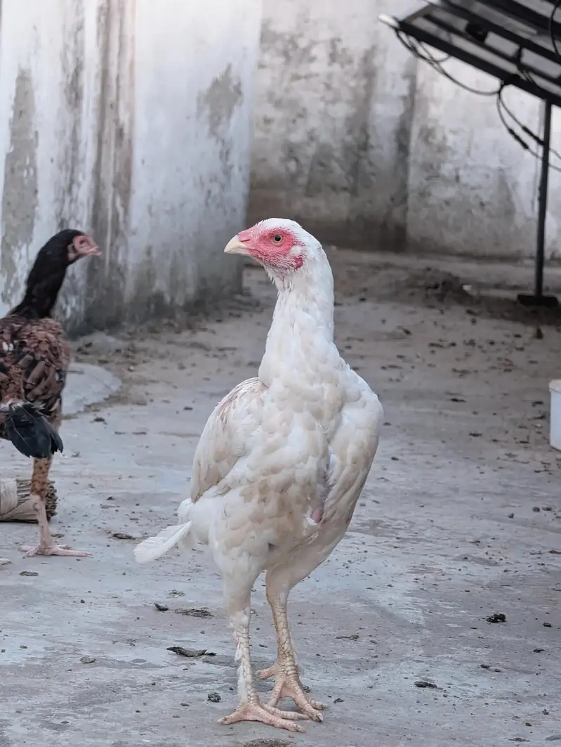 Paper white quality Heera female dastayab ha : 03159640025 — photo 5