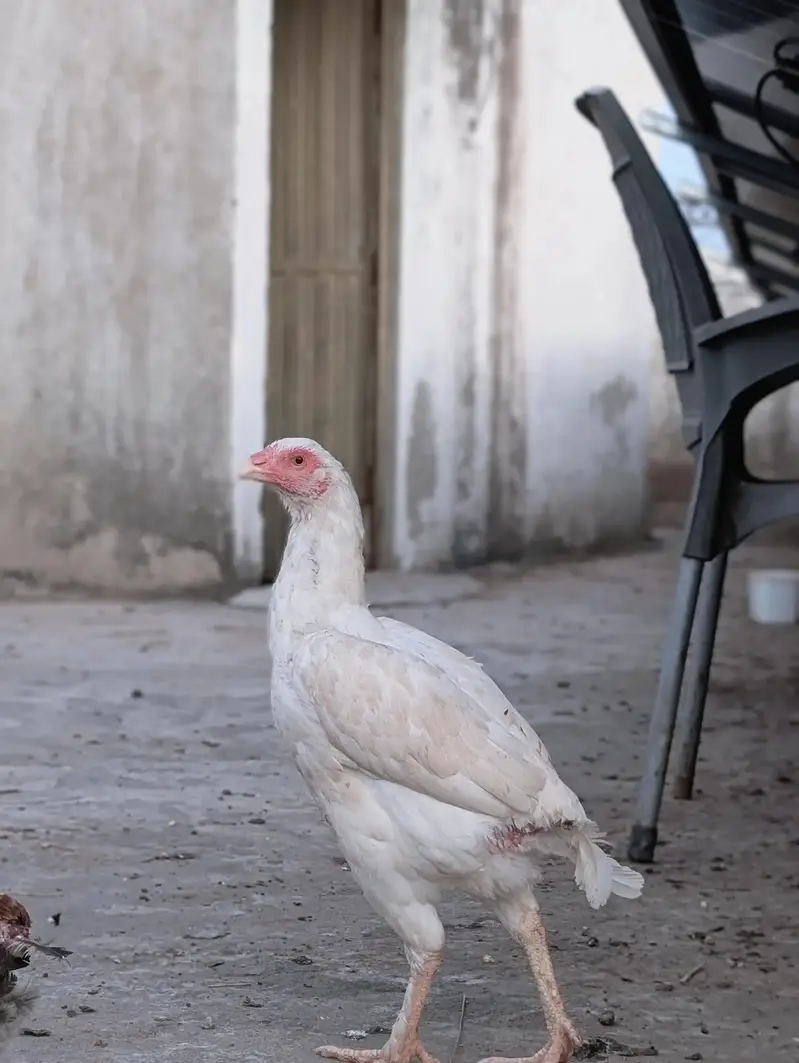 Paper white quality Heera female dastayab ha : 03159640025 — photo 10