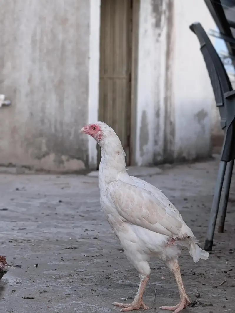 Paper white quality Heera female dastayab ha : 03159640025 — photo 11