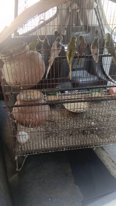 Parrots for urgent sale