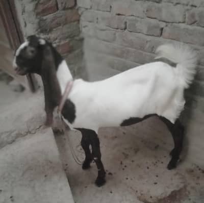 kamori taddi 70k goats bakra bakri