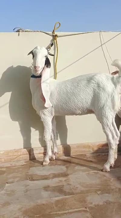 Bakri For Sale