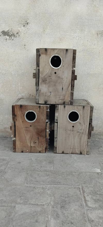 3 kikar love bird box available