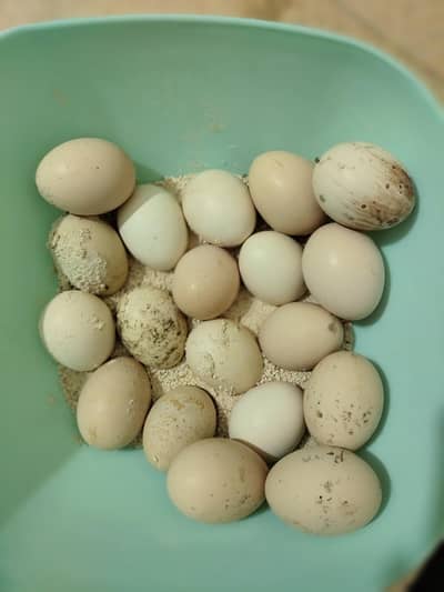 Aseel Eggs Available