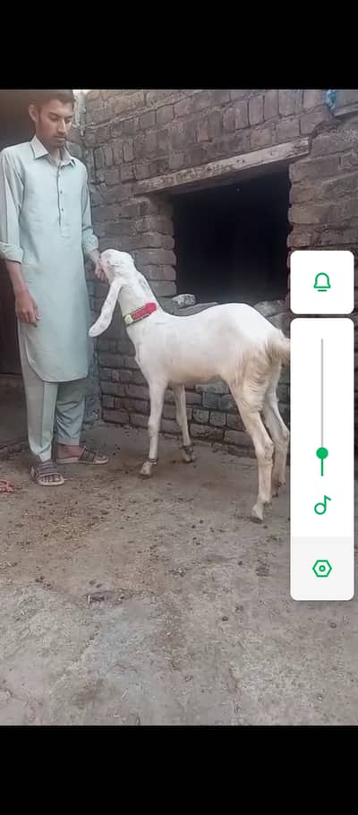 Goat For Sale