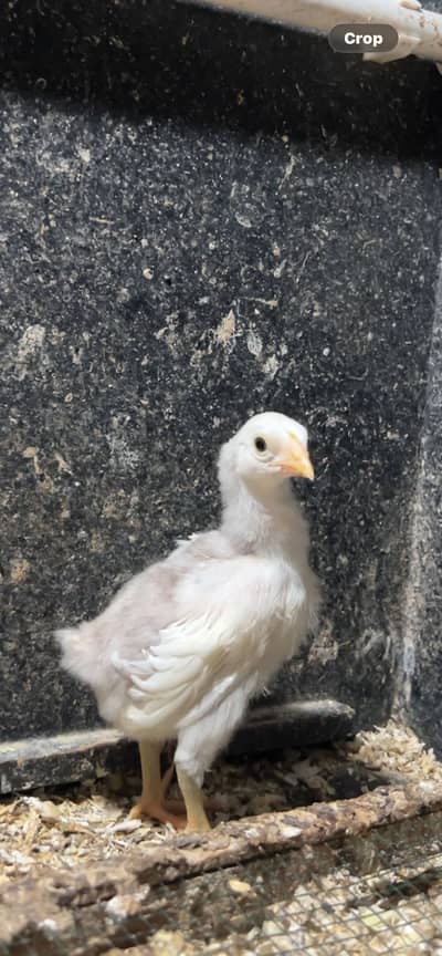Aseel heera | chicks | Shamo | dragon | Mushka | Thai | lassqni