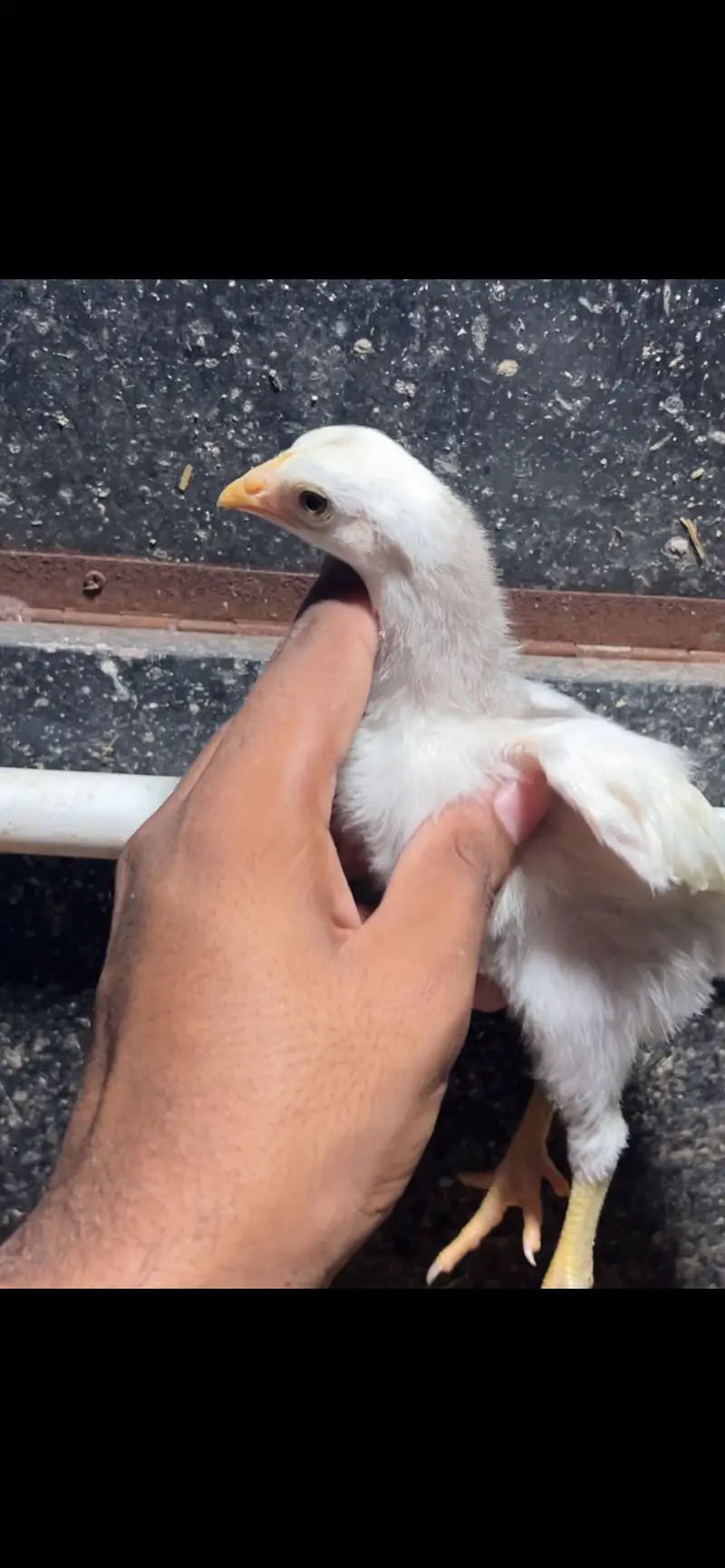 Aseel heera | chicks | Shamo | dragon | Mushka | Thai | lassqni — photo 2