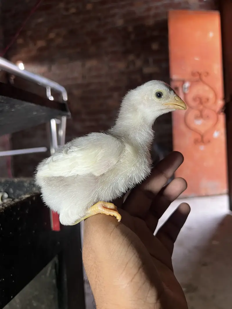 Aseel heera | chicks | Shamo | dragon | Mushka | Thai | lassqni — photo 4