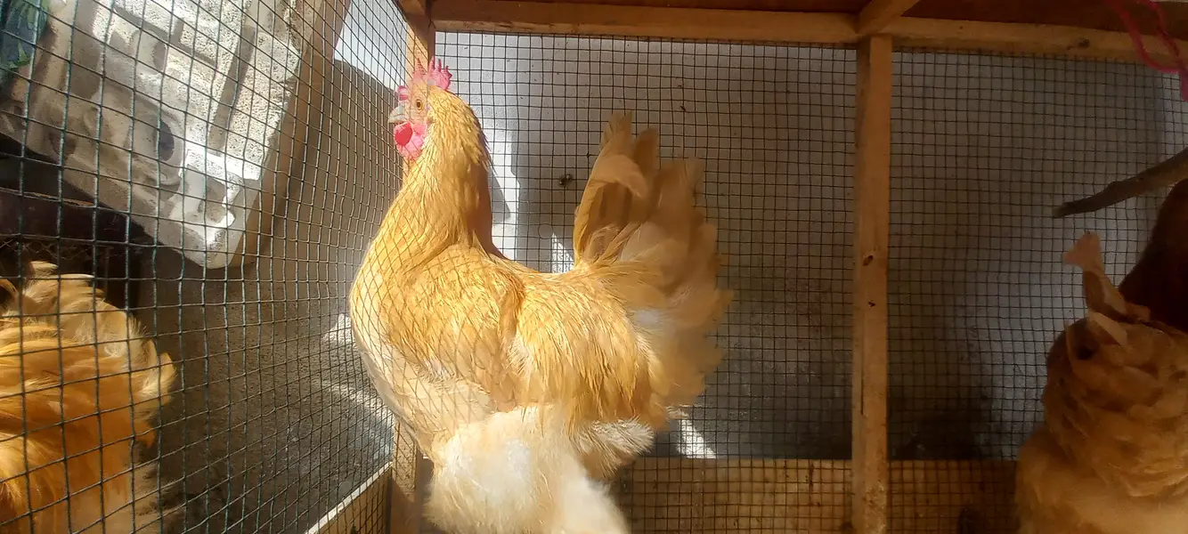 High Quality Golden Buff Cochin