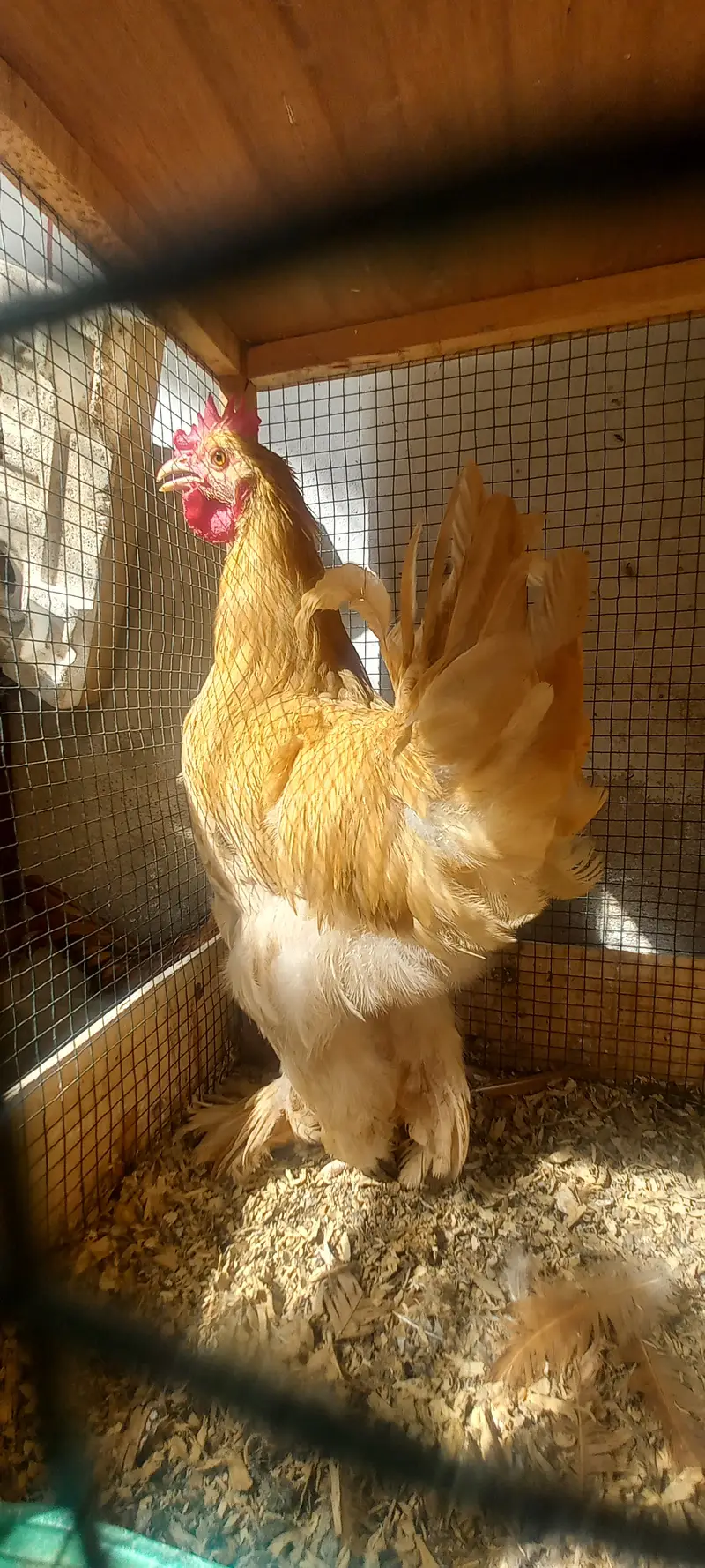 High Quality Golden Buff Cochin — photo 2