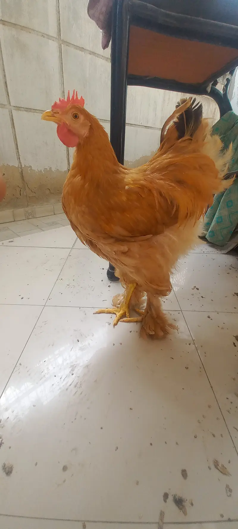 High Quality Golden Buff Cochin — photo 3