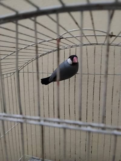 2 breeder pair for sale