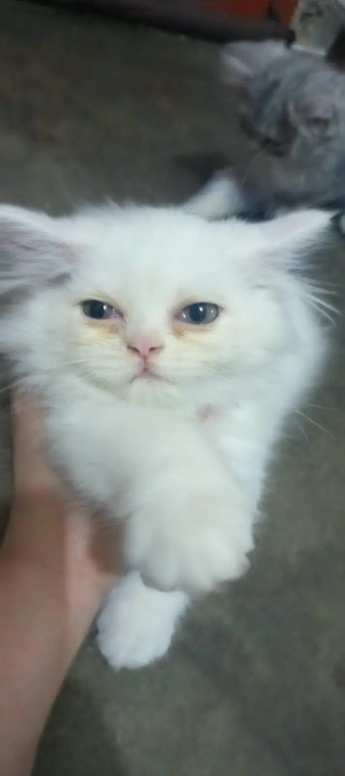 Pure double coat Persian kittens — photo 2