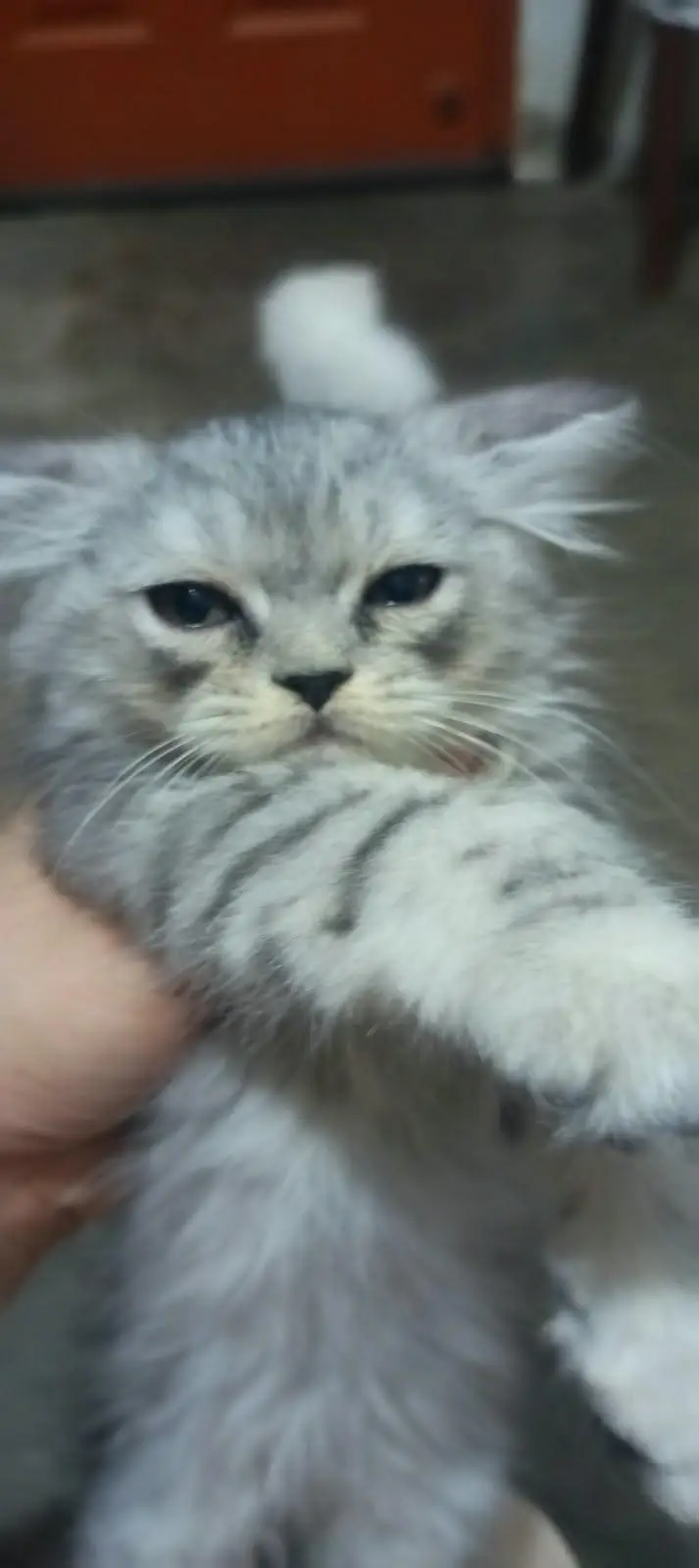 Pure double coat Persian kittens — photo 3