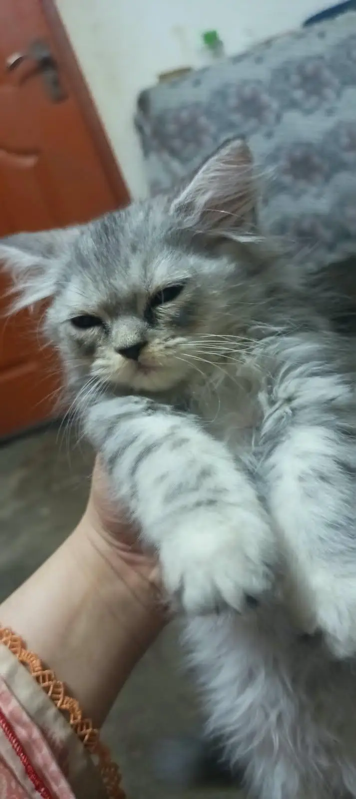 Pure double coat Persian kittens — photo 4