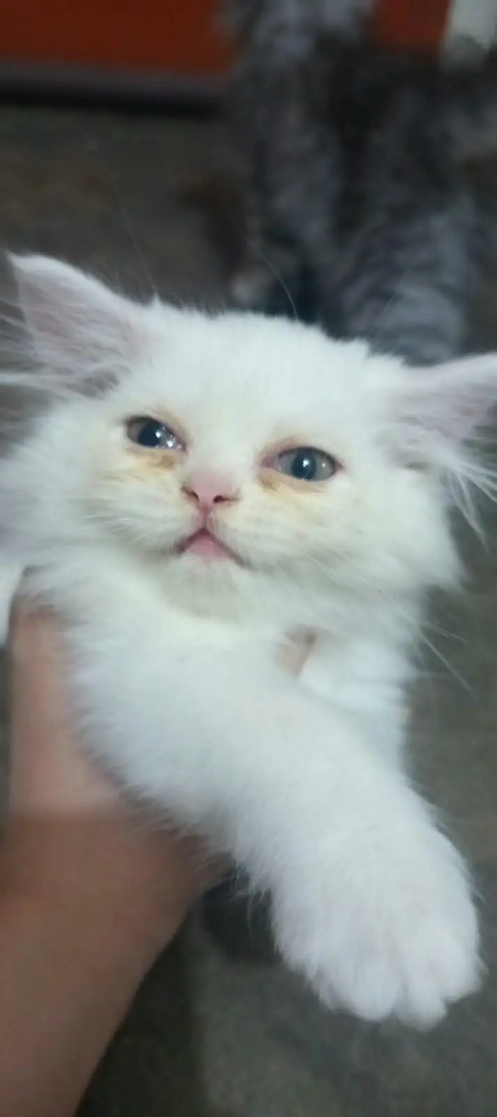 Pure double coat Persian kittens — photo 5