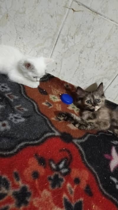 chinto Monti Robi kittens available 03144762823
