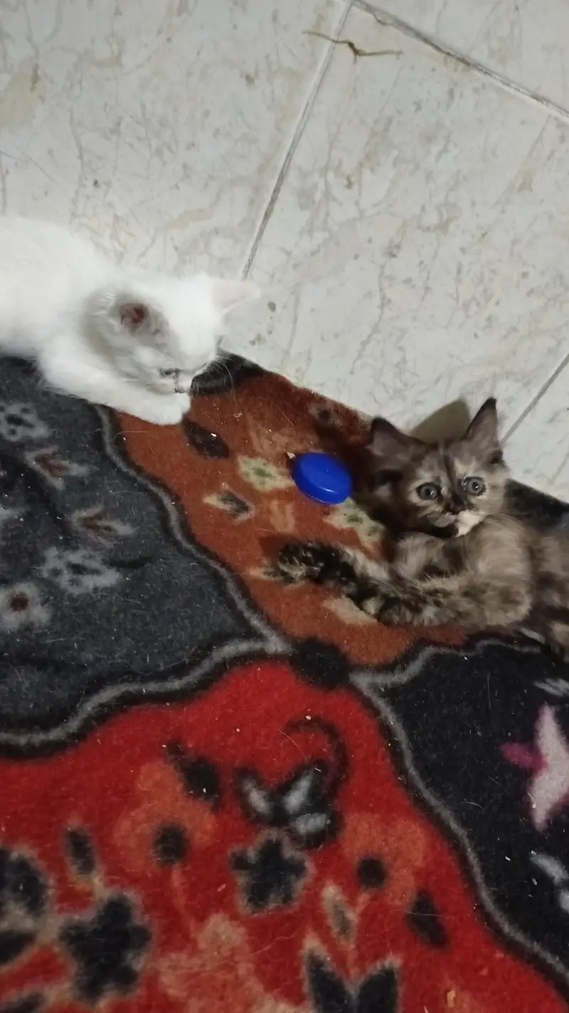 chinto Monti Robi kittens available 03144762823 — photo 2