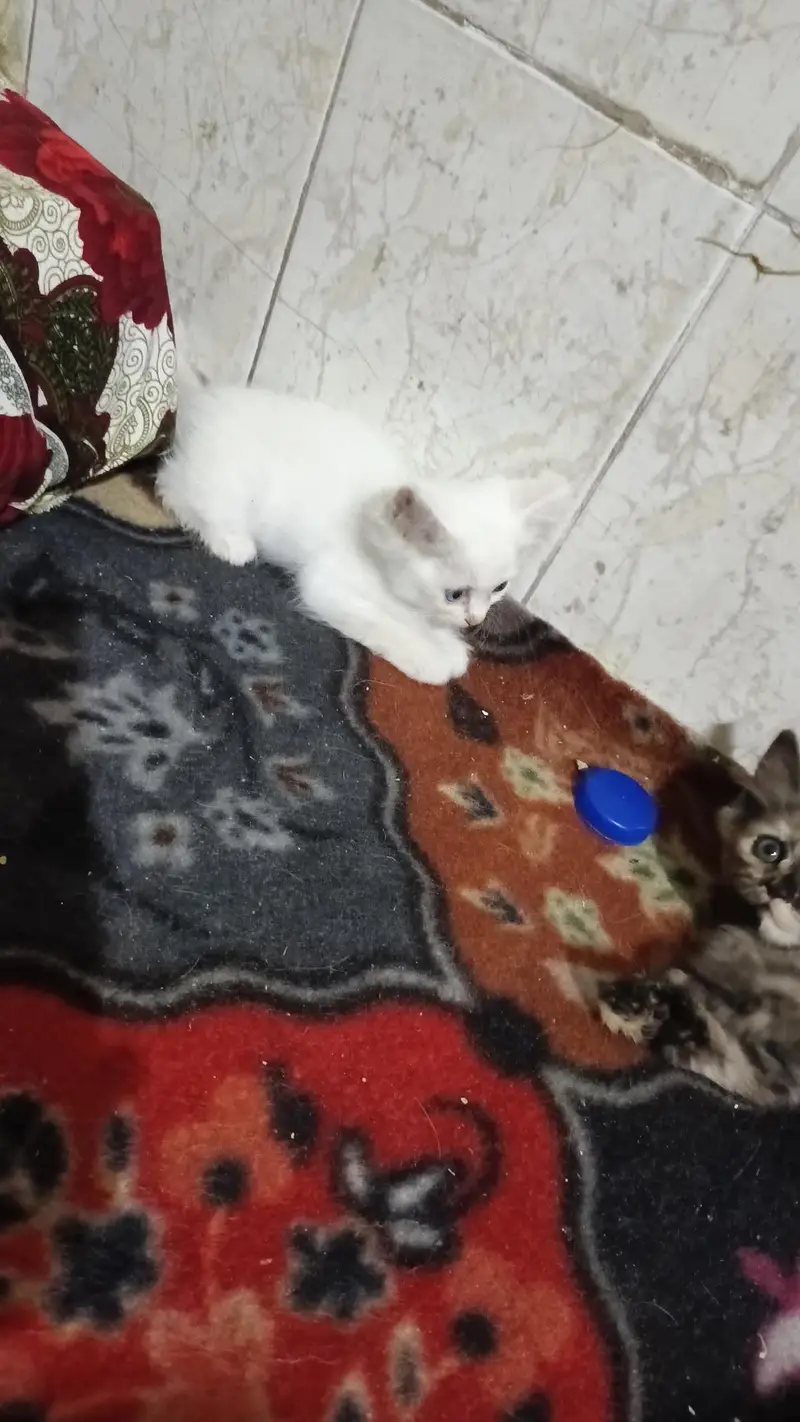 chinto Monti Robi kittens available 03144762823 — photo 9