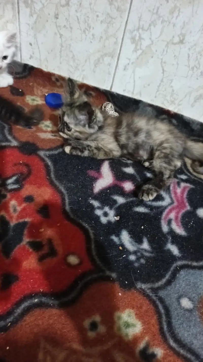 chinto Monti Robi kittens available 03144762823 — photo 10