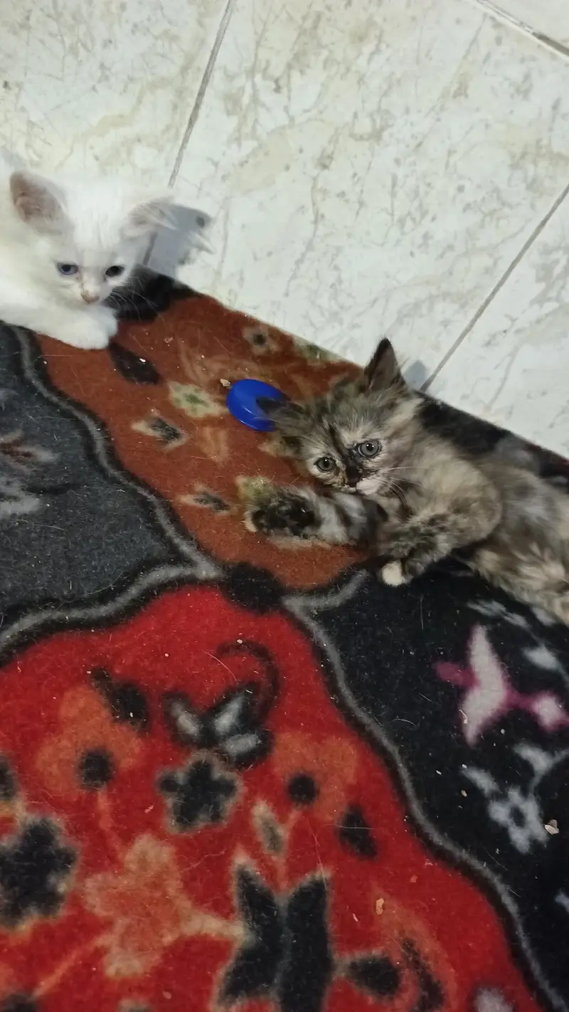 chinto Monti Robi kittens available 03144762823 — photo 7