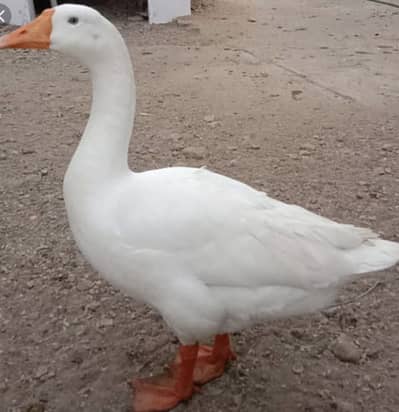 3 Big ducks pure paper white