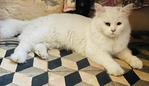 Persian  cat male/beautiful and healty cat for sale