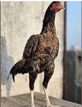Asseel Chicken, Dasi Chicken and Sindhi Chicken Ready to Lay Eggs For