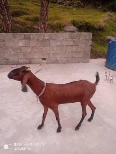 Goat for sale #o3o45492o41