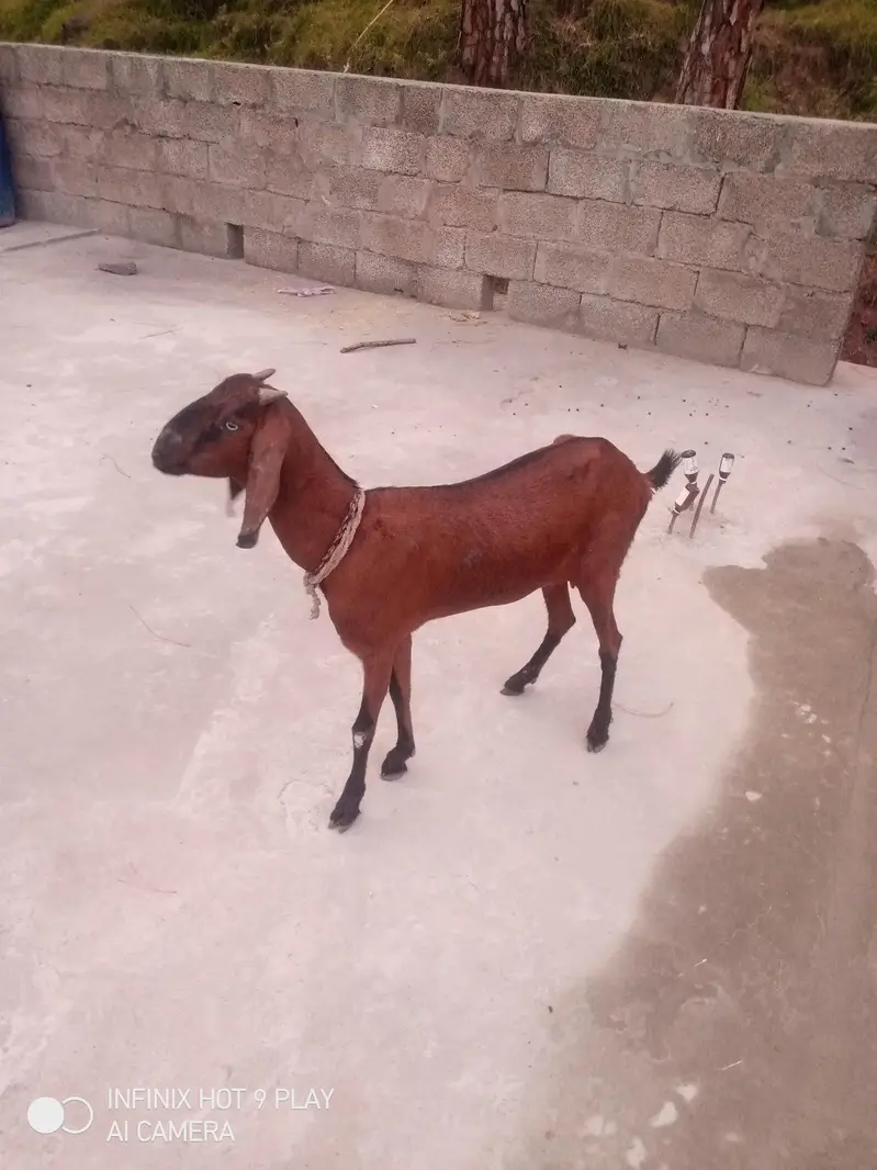 Goat for sale #o3o45492o41 — photo 2
