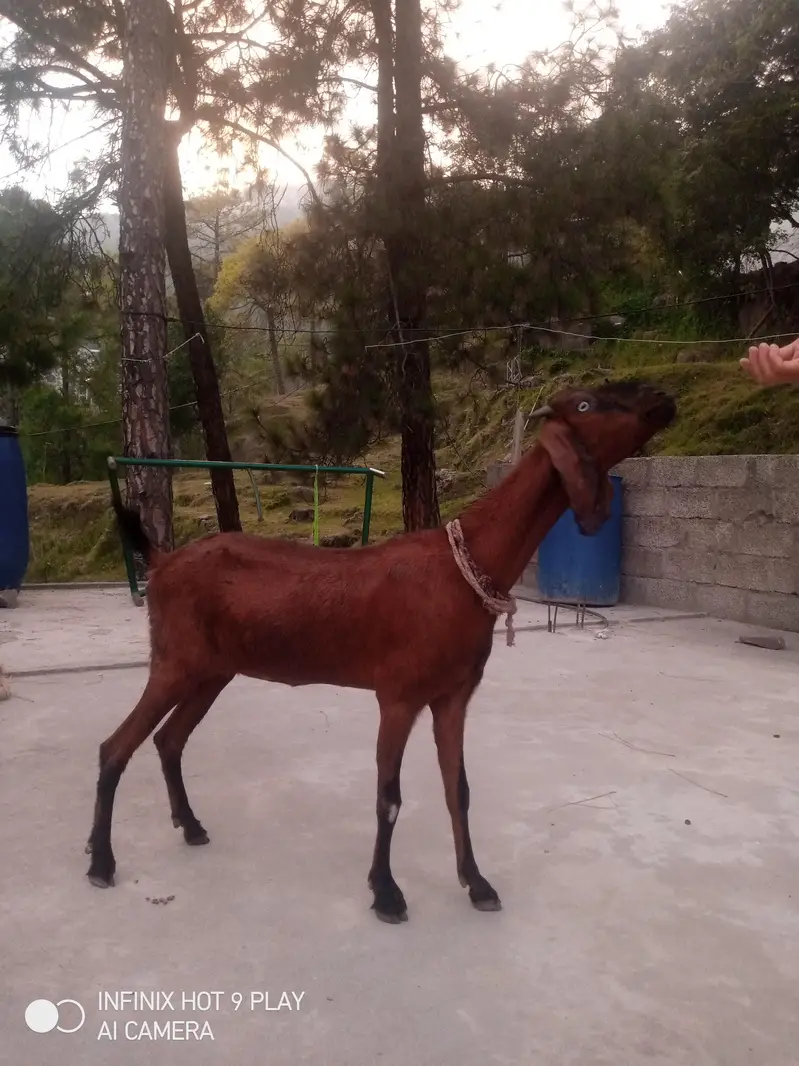 Goat for sale #o3o45492o41 — photo 3