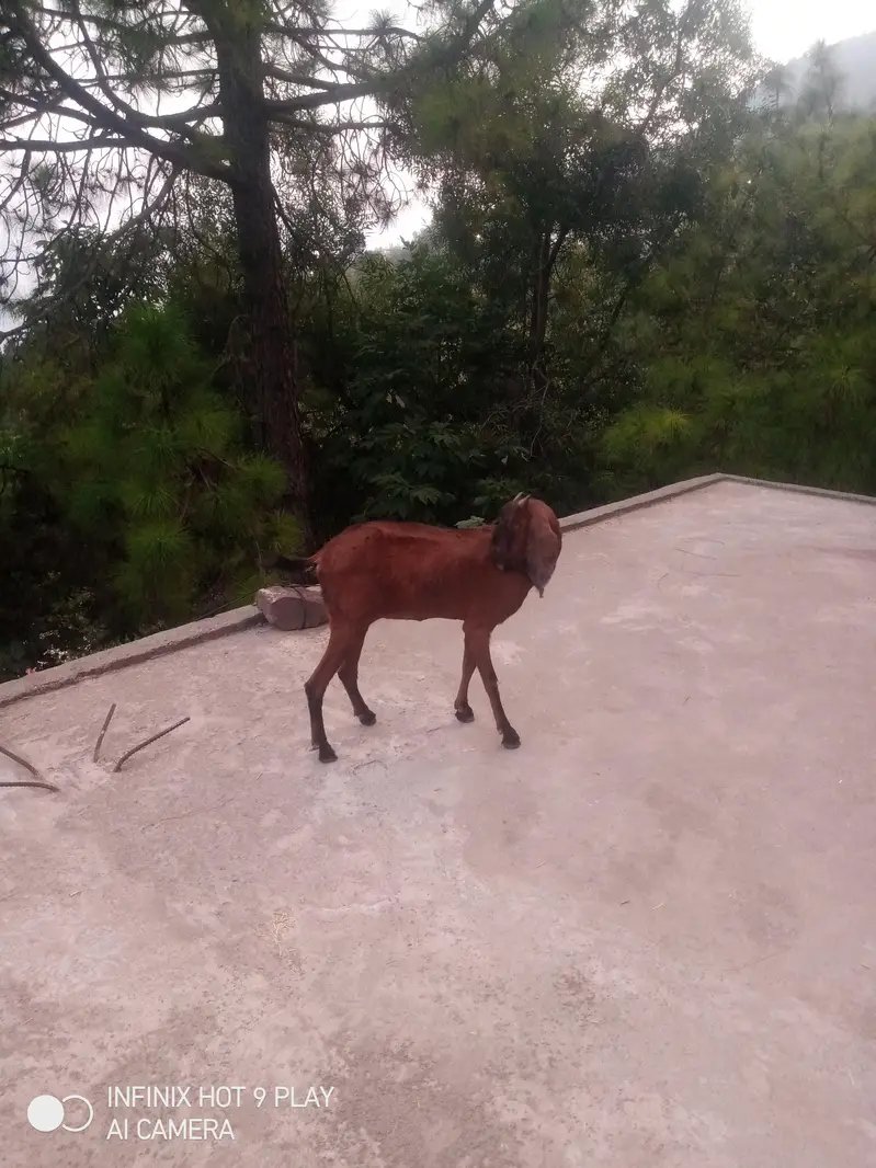 Goat for sale #o3o45492o41 — photo 4