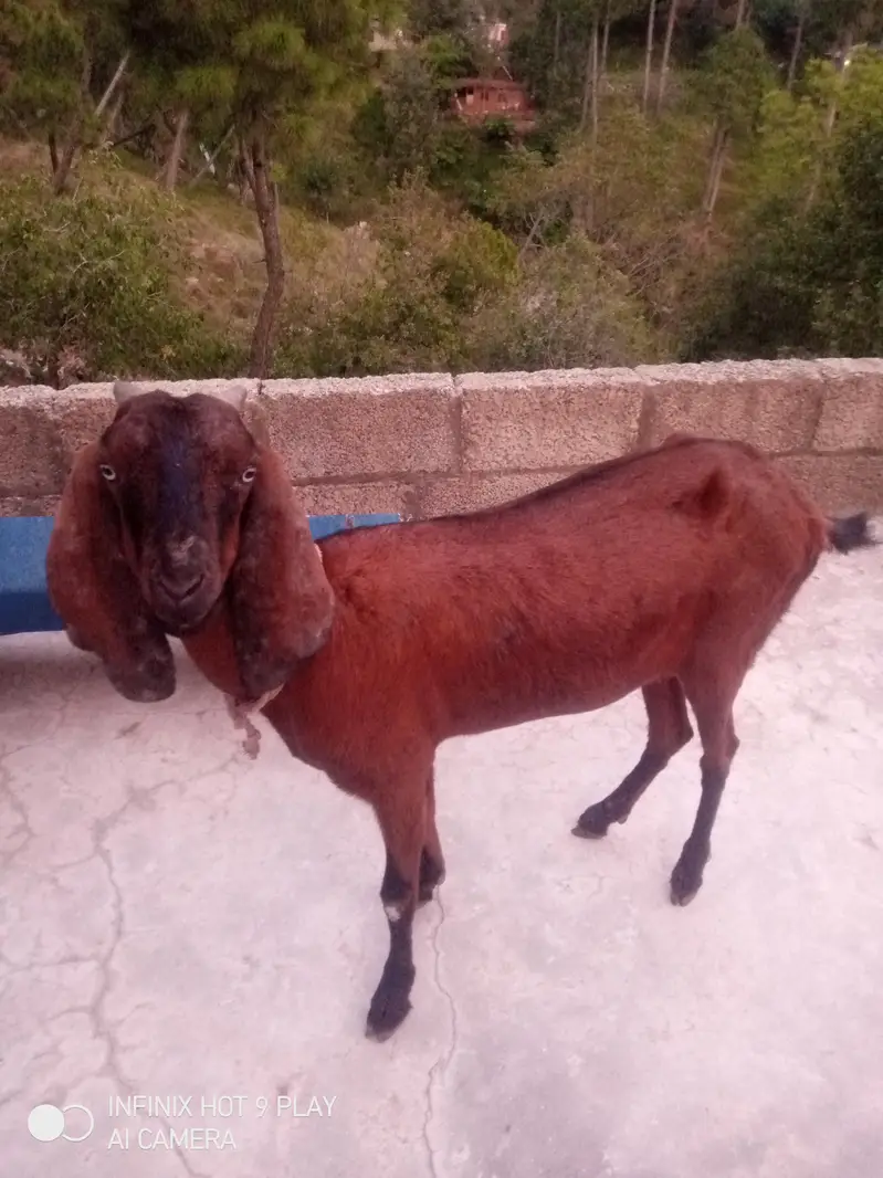 Goat for sale #o3o45492o41 — photo 5